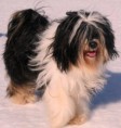 Latisch Humble Bee "Wilma"